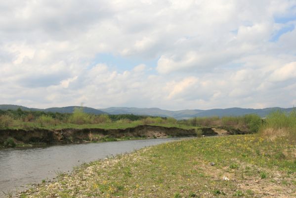 Orkucany-Šarišské Michaľany, 21.4.2014
Sutý břeh Torysy u Ostrovan.



Klíčová slova: Orkucany Šarišské Michaľany řeka Torysa