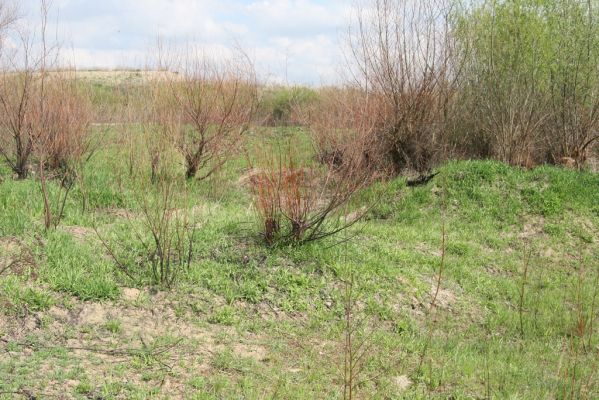 Orkucany-Šarišské Michaľany, 21.4.2014
Torysa - písečné duny u levého břehu. Biotop kovaříka Cidnopus platiai.



Mots-clés: Orkucany Šarišské Michaľany řeka Torysa Cidnopus platiai