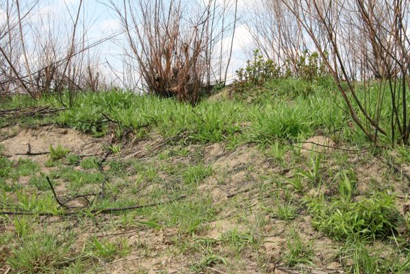 Orkucany-Šarišské Michaľany, 21.4.2014
Torysa - písečné duny u levého břehu. Biotop kovaříka Cidnopus platiai.



Klíčová slova: Orkucany Šarišské Michaľany řeka Torysa Cidnopus platiai