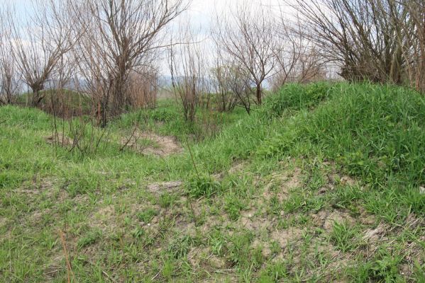 Orkucany-Šarišské Michaľany, 21.4.2014
Torysa - písečné duny u levého břehu. Biotop kovaříka Cidnopus platiai.



Mots-clés: Orkucany Šarišské Michaľany řeka Torysa Cidnopus platiai