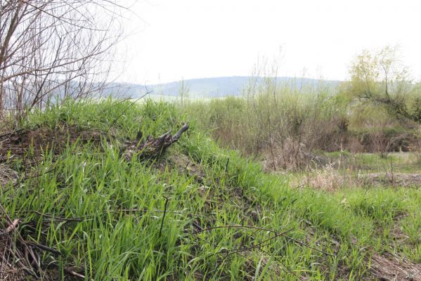 Orkucany-Šarišské Michaľany, 21.4.2014
Torysa - písečné duny u levého břehu. Biotop kovaříka Cidnopus platiai.


Keywords: Orkucany Šarišské Michaľany řeka Torysa Cidnopus platiai