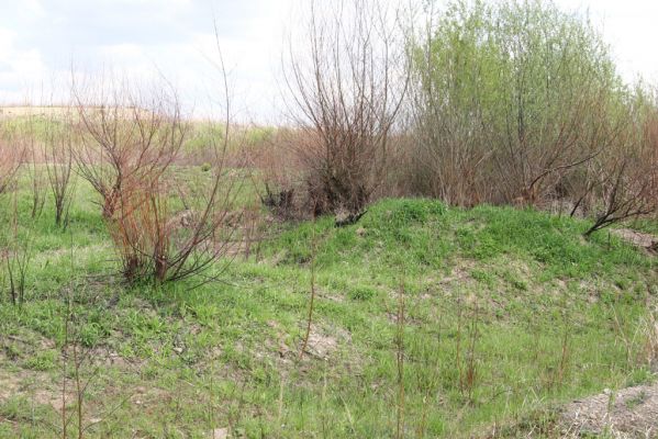 Orkucany-Šarišské Michaľany, 21.4.2014
Torysa - písečné duny u levého břehu. Biotop kovaříka Cidnopus platiai.



Klíčová slova: Orkucany Šarišské Michaľany řeka Torysa Cidnopus platiai