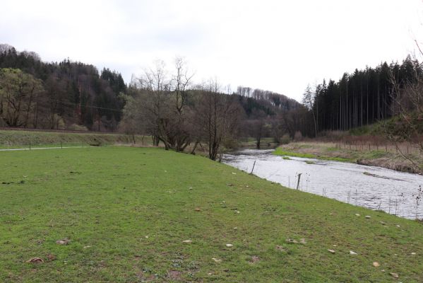 Orlické Podhůří, 6.4.2019
Luh – Klopoty, údolí Tiché Orlice. 
Klíčová slova: Orlické Podhůří Luh Klopoty Tichá Orlice pastvina