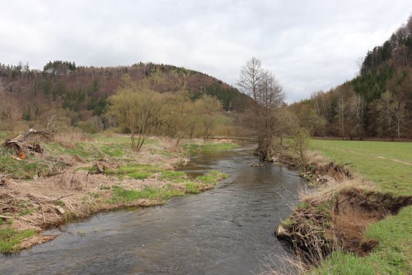 Orlické Podhůří, 6.4.2019
Luh – Klopoty, údolí Tiché Orlice. 
Keywords: Orlické Podhůří Luh Klopoty Tichá Orlice pastvina