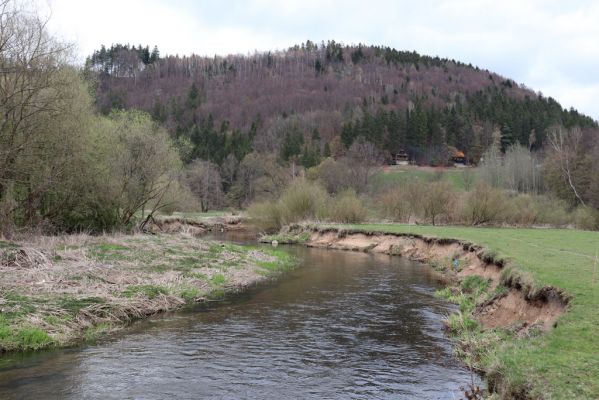 Orlické Podhůří, 6.4.2019
Luh – Klopoty, údolí Tiché Orlice. 
Klíčová slova: Orlické Podhůří Luh Klopoty Tichá Orlice pastvina