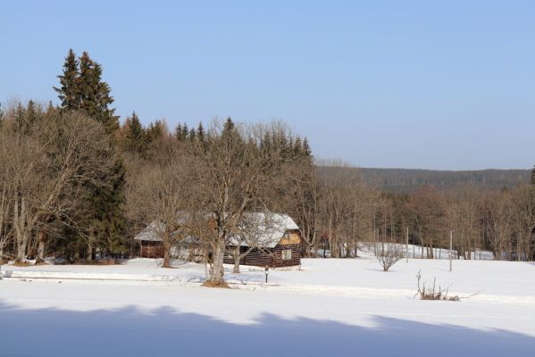 Orlické Záhoří, 25.2.2021
Trčkov - Trčkovské louky.
Klíčová slova: Orlické Záhoří Trčkov Trčkovské louky