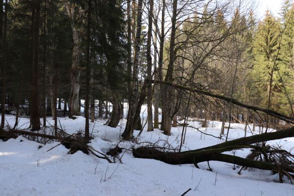 Orlické Záhoří, 25.2.2021
Trčkov - javory u potoka u rezervace Trčkov.
Keywords: Orlické Záhoří Trčkov