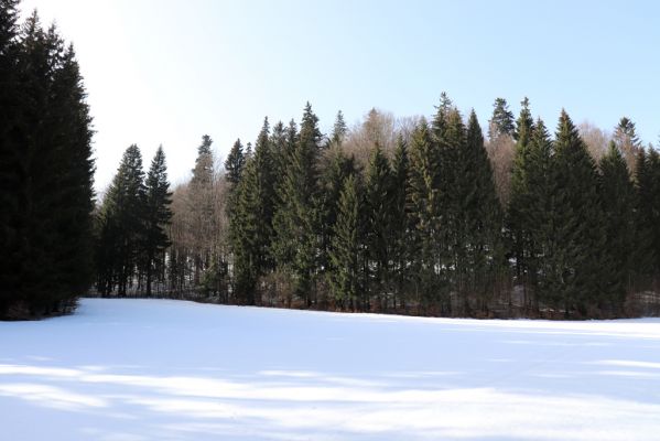 Orlické Záhoří, 25.2.2021
Trčkov - louka u seníku pod rezervací Trčkov. Biotop hnojníků Agrilinus convexus (Erichson, 1848), viz Mertlik (2020).
Keywords: Orlické Záhoří Trčkov Agrilinus convexus
