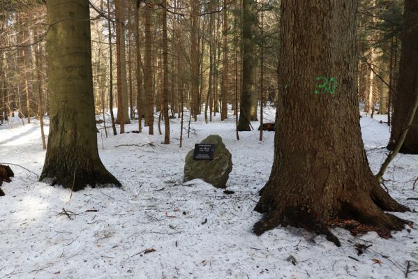Orlické Záhoří, 25.2.2021
Trčkov - památník Josefa Mertlíka v rezervaci Trčkov.
Klíčová slova: Orlické Záhoří Trčkov Josef Mertlík památník