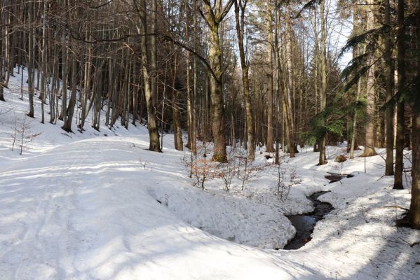 Orlické Záhoří, 25.2.2021
Trčkov - javorový háj pod rezervací Trčkov u potoka k Velké louce.
Keywords: Orlické Záhoří Trčkov