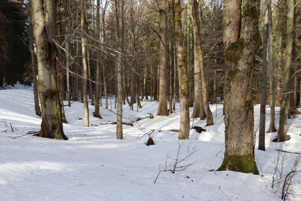 Orlické Záhoří, 25.2.2021
Trčkov - javorový háj pod rezervací Trčkov u potoka k Velké louce. 
Schlüsselwörter: Orlické Záhoří Trčkov