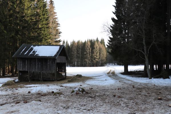 Orlické Záhoří, 25.2.2021
Trčkov - seník pod rezervací Trčkov. 
Keywords: Orlické Záhoří Trčkov Agrilinus convexus