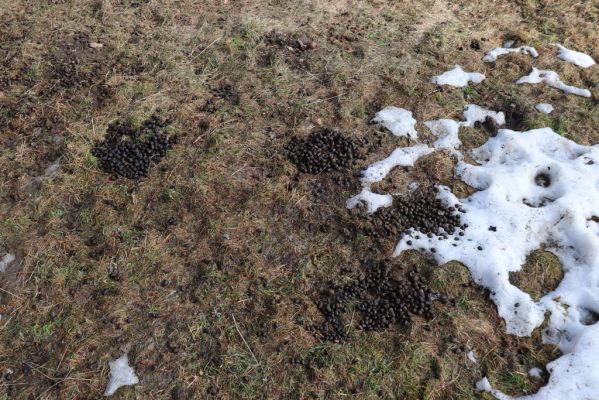 Orlické Záhoří, 25.2.2021
Trčkov - louka u seníku pod rezervací Trčkov. Biotop hnojníků Agrilinus convexus (Erichson, 1848), viz Mertlik (2020).
Klíčová slova: Orlické Záhoří Trčkov Agrilinus convexus