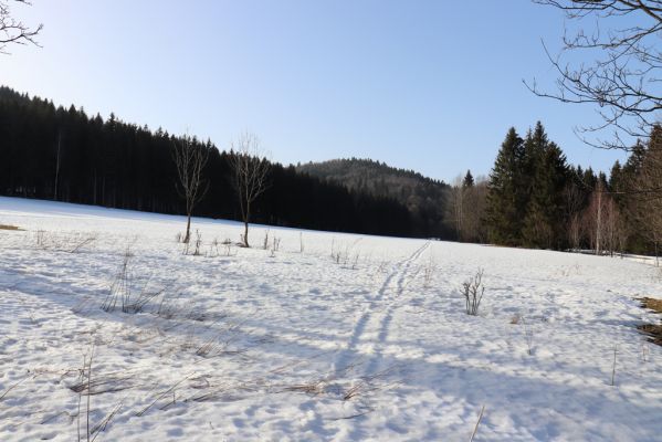 Orlické Záhoří, 25.2.2021
Trčkov - pohled na rezervaci Trčkov.
Keywords: Orlické Záhoří Trčkov