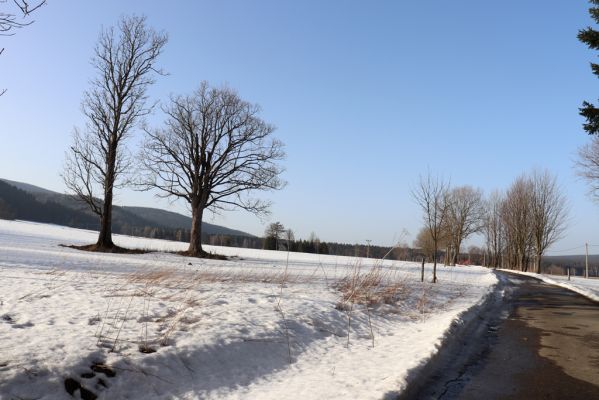 Orlické Záhoří, 25.2.2021
Bedřichovka - pohled k Trčkovu.
Klíčová slova: Orlické Záhoří Bedřichovka Trčkov