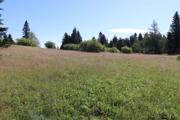 Deštné v Orlických horách, 10.7.2020
Šerlich, louky v sedle u Masarykovy chaty.
Klíčová slova: Deštné v Orlických horách Orlické hory Šerlich Masarykova chata