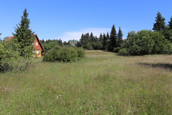 Deštné v Orlických horách, 10.7.2020
Šerlich, louky v sedle u Masarykovy chaty.
Klíčová slova: Deštné v Orlických horách Orlické hory Šerlich Masarykova chata