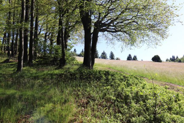 Deštné v Orlických horách, 10.7.2020
Šerlich, louky v sedle u Masarykovy chaty.
Klíčová slova: Deštné v Orlických horách Orlické hory Šerlich Masarykova chata
