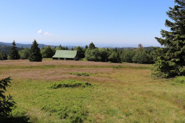 Deštné v Orlických horách, 10.7.2020
Šerlich, louky v sedle u Masarykovy chaty.
Klíčová slova: Deštné v Orlických horách Orlické hory Šerlich Masarykova chata