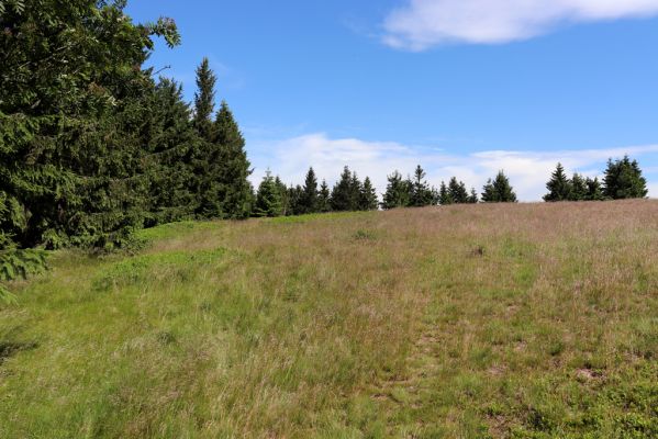Deštné v Orlických horách, 10.7.2020
Šerlich, louky v sedle u Masarykovy chaty.
Klíčová slova: Deštné v Orlických horách Orlické hory Šerlich Masarykova chata Ctenicera cuprea