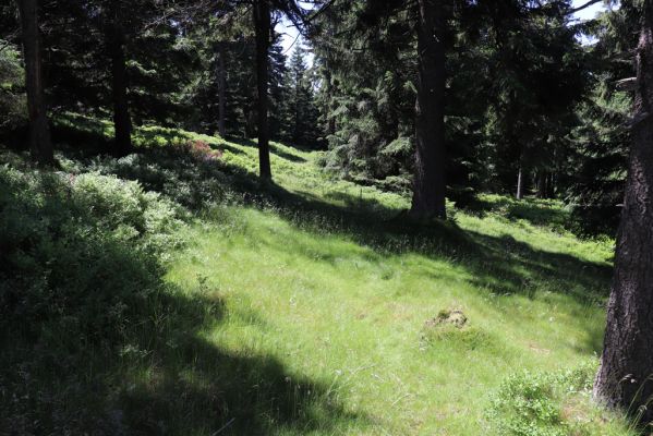 Deštné v Orlických horách, 10.7.2020
Šerlich - světliny na západním svahu.
Klíčová slova: Deštné v Orlických horách Orlické hory vrch Šerlich