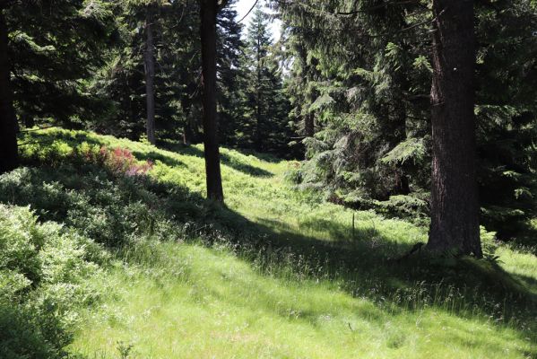 Deštné v Orlických horách, 10.7.2020
Šerlich - světliny na západním svahu.
Klíčová slova: Deštné v Orlických horách Orlické hory vrch Šerlich