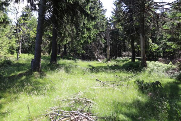 Deštné v Orlických horách, 10.7.2020
Šerlich - světliny na západním svahu.
Mots-clés: Deštné v Orlických horách Orlické hory vrch Šerlich