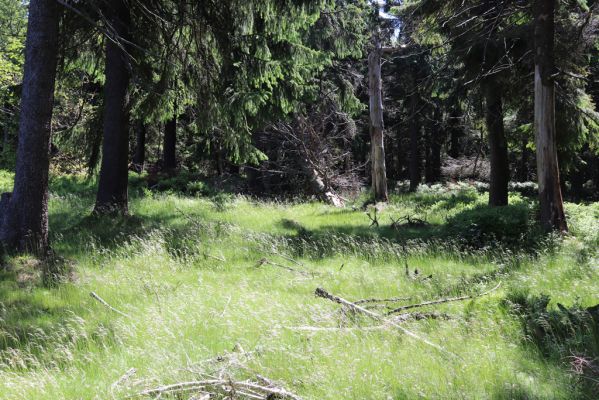 Deštné v Orlických horách, 10.7.2020
Šerlich - světliny na západním svahu.
Klíčová slova: Deštné v Orlických horách Orlické hory vrch Šerlich