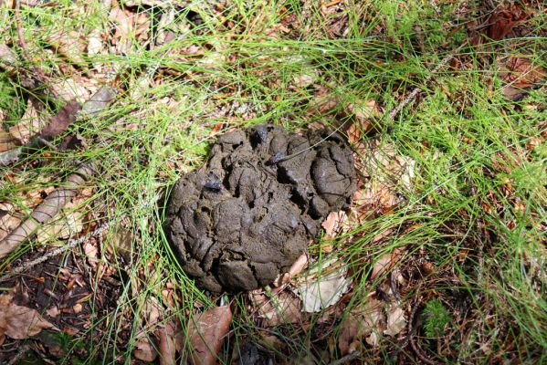 Deštné v Orlických horách, 10.7.2020
Bukačka. Jelení exkrement - biotop hnojníků Acrossus depressus a A. rufipes.
Klíčová slova: Deštné v Orlických horách Orlické hory Bukačka Acrossus depressus rufipes