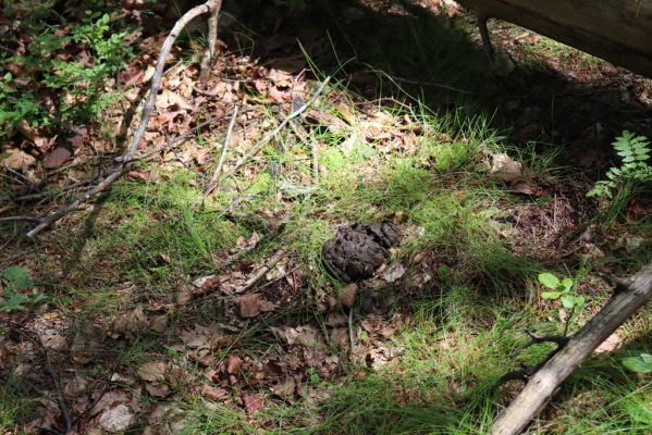 Deštné v Orlických horách, 10.7.2020
Bukačka. Jelení exkrement - biotop hnojníků Acrossus depressus a A. rufipes.
Mots-clés: Deštné v Orlických horách Orlické hory Bukačka Acrossus depressus rufipes
