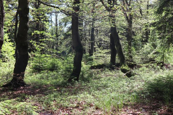 Deštné v Orlických horách, 10.7.2020
Bukačka. 
Klíčová slova: Deštné v Orlických horách Orlické hory Bukačka