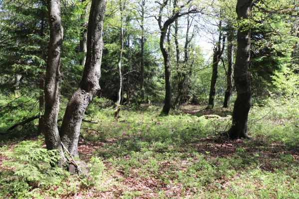 Deštné v Orlických horách, 10.7.2020
Bukačka. 
Klíčová slova: Deštné v Orlických horách Orlické hory Bukačka