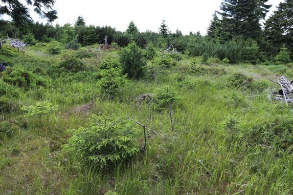 Deštné v Orlických horách, 10.7.2020
Hřeben mezi Malou a Velkou Deštnou.
Klíčová slova: Deštné v Orlických horách Orlické hory Malá Velká Deštná Acrossus depressus rufipes Agrilinus convexus