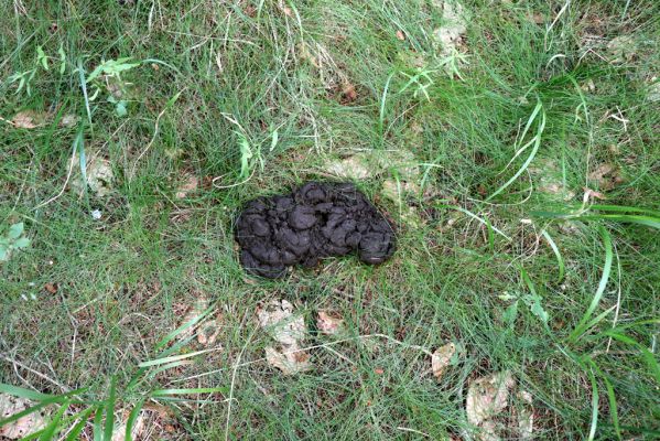 Deštné v Orlických horách, 10.7.2020
Les u severního okraje Luisina údolí. Jelení exkrement - biotop hnojníků Acrossus depressus, A. rufipes a Limarus maculatus. 
Schlüsselwörter: Deštné v Orlických horách Orlické hory Luisino údolí Acrossus depressus rufipes Limarus maculatus
