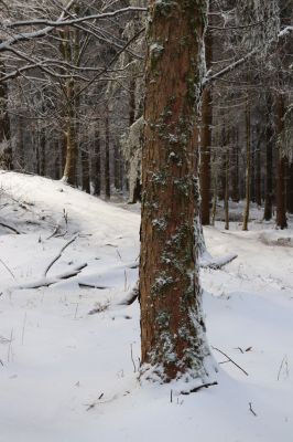 Deštné v Orlických horách, 18.1.2021
Špičák - u cesty k lomu.
Klíčová slova: Orlické hory Deštné v Orlických horách Špičák Phloeostichus denticollis