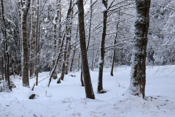 Deštné v Orlických horách, 18.1.2021
Špičák - u cesty k lomu.
Keywords: Orlické hory Deštné v Orlických horách Špičák Phloeostichus denticollis