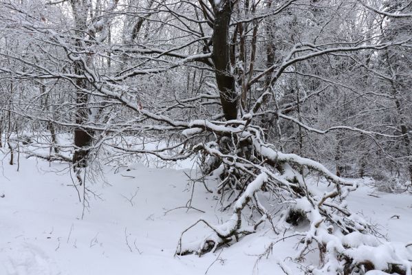 Deštné v Orlických horách, 18.1.2021
Špičák - u cesty k lomu.
Keywords: Orlické hory Deštné v Orlických horách Špičák