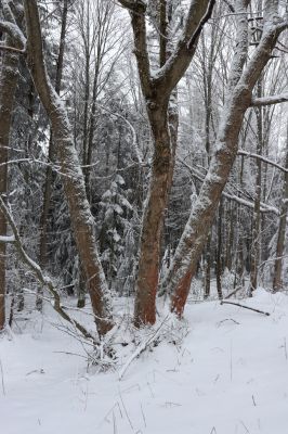 Deštné v Orlických horách, 18.1.2021
Špičák - javory na okraji lomu.
Keywords: Orlické hory Deštné v Orlických horách Špičák Phloeostichus denticollis