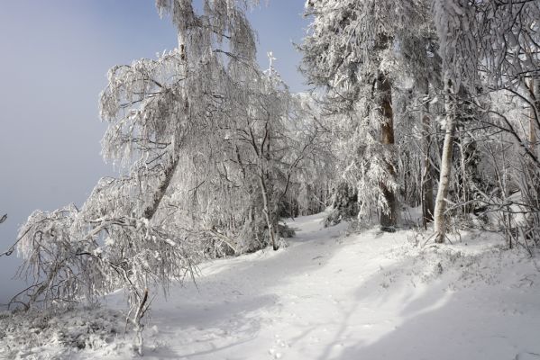 Deštné v Orlických horách, 18.1.2021
Špičák - cesta k vrcholu.
Mots-clés: Orlické hory Deštné v Orlických horách Špičák