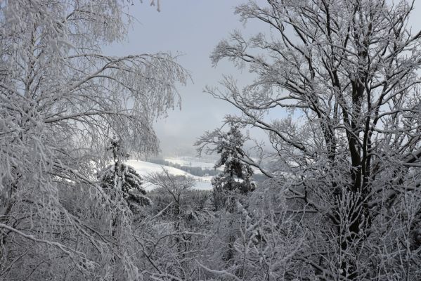 Deštné v Orlických horách, 18.1.2021
Špičák - pohled k Deštnému v Orlických horách.
Klíčová slova: Orlické hory Deštné v Orlických horách Špičák