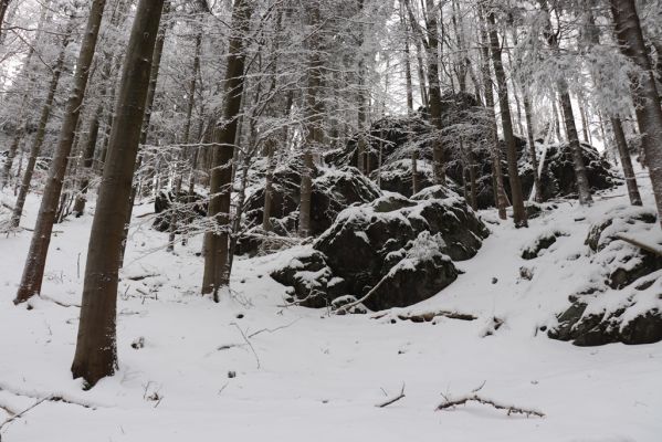 Dobřany, 18.1.2021
Chřiby - bučina na skalnatém východním svahu.
Mots-clés: Orlické hory Dobřany Chřiby bučina