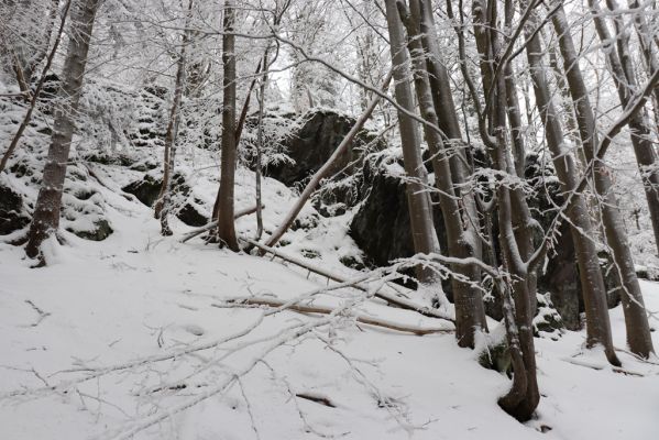 Dobřany, 18.1.2021
Chřiby - bučina na skalnatém východním svahu.
Schlüsselwörter: Orlické hory Dobřany Chřiby bučina