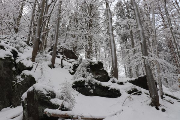 Dobřany, 18.1.2021
Chřiby - bučina na skalnatém východním svahu.
Keywords: Orlické hory Dobřany Chřiby bučina