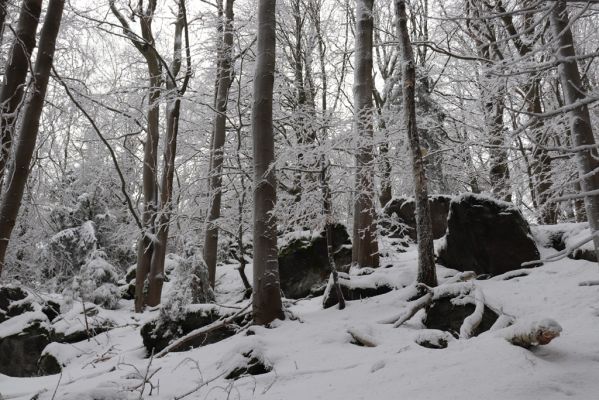 Dobřany, 18.1.2021
Chřiby - bučina na skalnatém východním svahu.
Klíčová slova: Orlické hory Dobřany Chřiby bučina