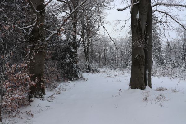 Dobřany, 18.1.2021
Chřiby, hřbet u vysílače.
Klíčová slova: Orlické hory Dobřany Chřiby