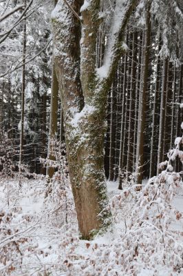 Dobřany, 18.1.2021
Chřiby, javor na okraji zachovalé bučiny na severní části hřbetu.
Keywords: Orlické hory Dobřany Chřiby bučina