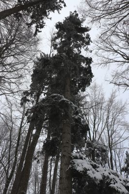 Dobřany, 18.1.2021
Chřiby, zachovalá bučina s příměsí javorů a jedlí na severní části hřbetu. 
Keywords: Orlické hory Dobřany Chřiby bučina