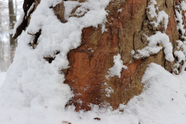 Dobřany, 18.1.2021
Chřiby, zachovalá bučina na severní části hřbetu. Javor osídlený Phloeostichus denticollis.
Keywords: Orlické hory Dobřany Chřiby bučina Phloeostichus denticollis