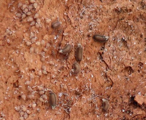 Dobřany, 18.1.2021
Chřiby, zachovalá bučina na severní části hřbetu. Mnohonožky chlupule - Polyxenus lagurus pod šupinou kůry u paty kmene javoru.


Mots-clés: Orlické hory Dobřany Chřiby bučina