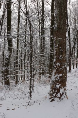 Dobřany, 18.1.2021
Chřiby, zachovalá bučina na severní části hřbetu. Javor osídlený Phloeostichus denticollis.
Schlüsselwörter: Orlické hory Dobřany Chřiby bučina Phloeostichus denticollis